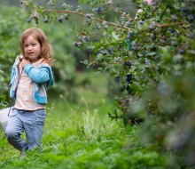 Grab a bucket and head out to the best blueberry picking farms in Connecticut! Photo courtesy of Lyman Orchards