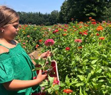 Find beautiful blooms with a fun outing to the top pick-your-own flower farms near Boston! 