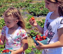 Find a bounty of red berries when you go strawberry picking at Garden of Eve in Riverhead. Photo courtesy of the farm