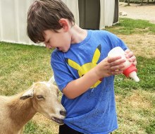 Everything is on the menu for the goats at the Animal Farm Petting Zoo in Manorville.