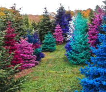 Dart's Christmas Tree Farm in Southold has a Magic Color Forest to frolic through. 