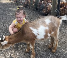 Babies 2 and younger can pet the goats, alpacas, and ponies for free at Fink’s Country Farm.