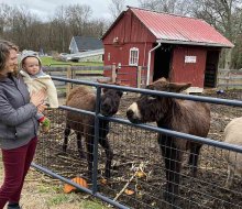 Spend time with pumpkin-eating donkeys at Southampton's Muddy Paws Farm Rescue. Photo by the author