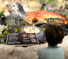 The Center for Science Teaching and Learning has an impressive dinosaur exhibit. Photo by Gina Massaro