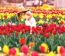 Close to 500,000 tulips and other spring bulbs will bloom at Waterdrinker Family Farm & Garden. Photo courtesy of the farm 