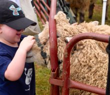 Hallockville Museum Farm Fleece & Fiber Festival features fiber artisans sharing handmade and authentic works for sale, shearing demonstrations and exceptional four-legged guests! Photo courtesy of the festival