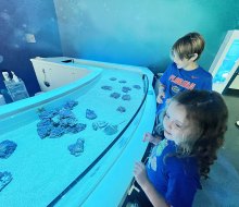 Kids will love the interactive touch tank within the Ocean section of Orlando Science Center's new Life exhibit. Photo by author