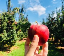 Enjoy picking and other family-friendly activities at Linvilla Orchard. Photo courtesy of the orchard