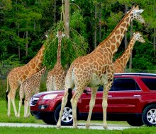 Spend the day on safari with over 1,000 animals at Lion Country Safari.