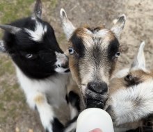 From the moment you step into the Long Island Game Farm and meet its resident baby goats, the animals steal your heart. 