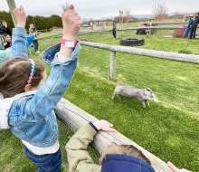 The pig race is a highlight of a visit to Harbes Family Farm in Mattituck.