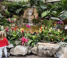 Hicks Nursery offers visitors an early glimpse of spring, when its indoor gardens get decked out in brilliant ant colors each March.