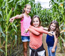 Corn Mazes in Connecticut are great family fun on a fall day! Photo courtesy of Lyman Orchards