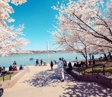 Visit DC in the spring for warm temps and maybe even cherry blossoms. Photo by m01229 via Flickr
