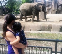 See the elephants at the Milwaukee Zoo. 