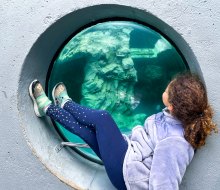 Mystic Aquarium offers Connecticut kids a remarkable look at sea life! Mystic Aquarium photo by Jocelyn Sherman Avidan