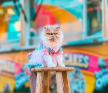 Even cats get grumpy. There's a day for that! Starfleet Pet photo by Reba Spike, via Flickr 2.0