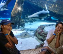 It's Shark Week! Photo by Jaime Summersille for Mommy Poppins