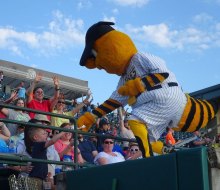 The New Britain Bees play wood-bat, collegiate ball - and have a great mascot, Sting! Photo courtesy of the team