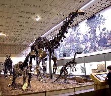 See extraordinary sights and find fun things to do when visiting New Haven with kids.The Peabody Museum. Photo courtesy of the museum