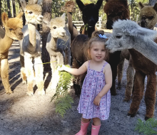 Meet, pet, walk, and feed the alpacas and more animal friends at Out of Sight Alpacas in Photo courtesy of the farm