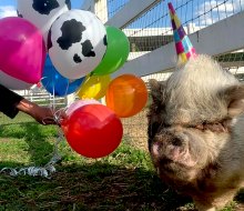 Party with the piggies and more friendly farm animals during a birthday party at Brookhollow's Barnyard in Boonton, New Jersey.