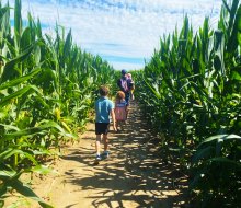 Get lost in the maze at Johnson's Locust Hall Farm. Photo by the author