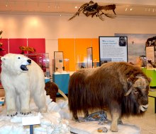 The New Jersey State Museum is always free and houses artifacts, natural and cultural history, dinosaurs, and fine art. Photo courtesy of the museum