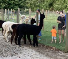 Spring is a perfect time to make new friends at Jersey Shore Alpacas.