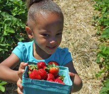 A strawberry picking trip to Johnson's Corner Farm is guaranteed to yield a bountiful basket of strawberries. 