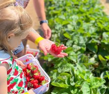 Head down to Ort Farm's Strawberry Festival and enjoy animals, pony rides, cow train, food vendors, and strawberry picking. Photo courtesy of the farm