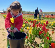 The stunning tulip blossoms spread out row-by-row in every direction at Holland Ridge Farms. Photo by Rose Gordon Sala