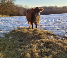 Visit the Jersey cattle and experience a winter's day on the farm at Fosterfields this weekend. Photo courtesy of Morris County Parks Commission 