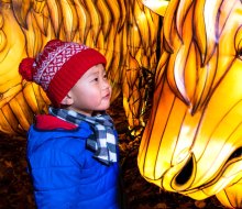 Come nose to nose with some wild-inspired lanterns at the Bronx Zoo's Holiday Lights. Photo by Julie Larsen Maher/WCS