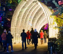 Lightscape at the Brooklyn Botanic Garden has become an enchanting holiday tradition for many families. Photo courtesy of the garden