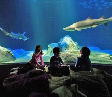 Bring your sleeping bag and join the New York Aquarium after hours to explore the Ocean Wonders: Sharks! exhibit in Sharks After Dark. Photo by Julie Larsen Maher.