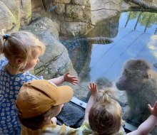 Greet the baboons, see the sea lions, and enjoy all the fun at the beloved Prospect Park Zoo, which reopened to guests after an 8-month closure.