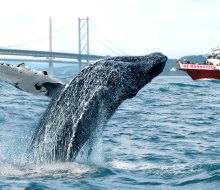 Join the Whale Watching Cruise with Event Cruises NYC, to witness whales breaching the surface of the water just outside city limits.