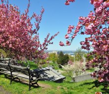 The Green-Wood Cemetery has gorgeous cherry blossoms and amazing views. Photo by Amy Nieporent