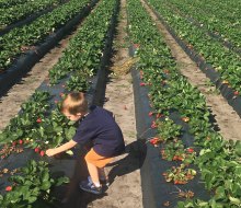 Kids can pick their own strawberries at Oak Haven Farms & Winery.