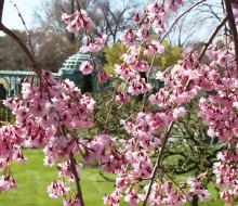 Cherry blossoms usher in the spring season at Old Westbury Gardens. Photo courtesy of the garden
