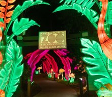 The Central Florida Zoo & Botanical Gardens transforms into the Asian Lantern Festival: Into the Wild at night! Photo courtesy of the zoo