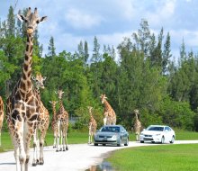 Lion Country Safari near West Palm Beach is home to more than 900 animals, including giraffes, lions, and zebras. Photo courtesy of the park