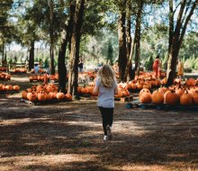 Spend a fun fall day at Santa's Farm -- pick a pumpkin from the lot and visit Jack's barnyard animals. Photo courtesy of the farm
