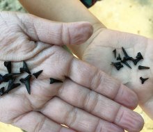 Read on to find the best shark tooth beaches in Florida! 