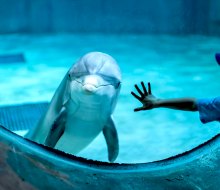 Get close and personal with the friendly dolphins of Clearwater Marine Aquarium. Photo courtesy of aquarium