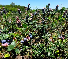 Gorgeous blueberries are available for picking at Blueberry Hill Farm. Photo courtesy of the farm