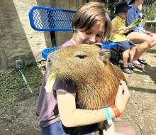 Cuddle a capybara at the ZooWorld Zoological Park. 