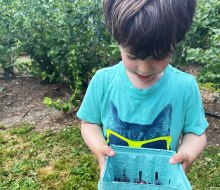The blueberry bushes are ready at Johnson's Corner Farm. Photo by Liz Baill @creativishmom