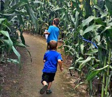 Cherry Crest Adventure Farm's corn maze in Ronks was voted tops in the nation. Photo courtesy of the farm